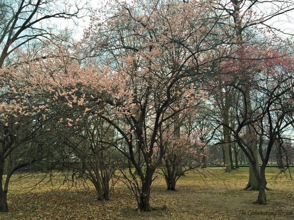 We were too early to see the Cherry Blossoms. Only a few trees we saw were flowering.