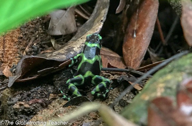 Dart frog Manuel antonio Costa Rica