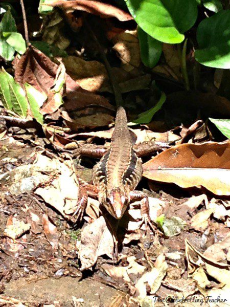 You shall not pass! Lizards are a common sight.