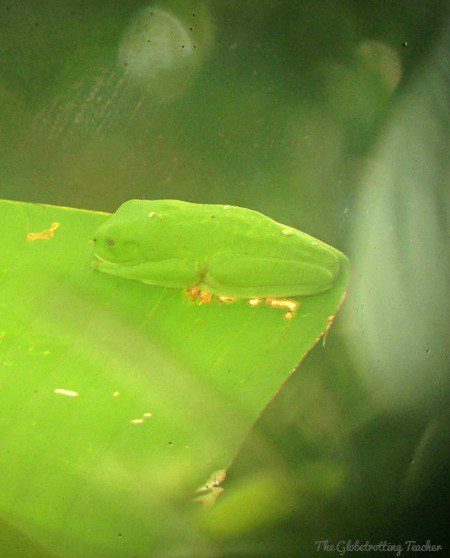 Do you see the tree frog sleeping on the leaf? Neither did I! Our guide pointed for several minutes before I finally spotted it!