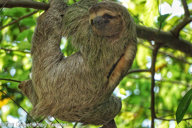 Sloth Manuel Antonio Costa Rica