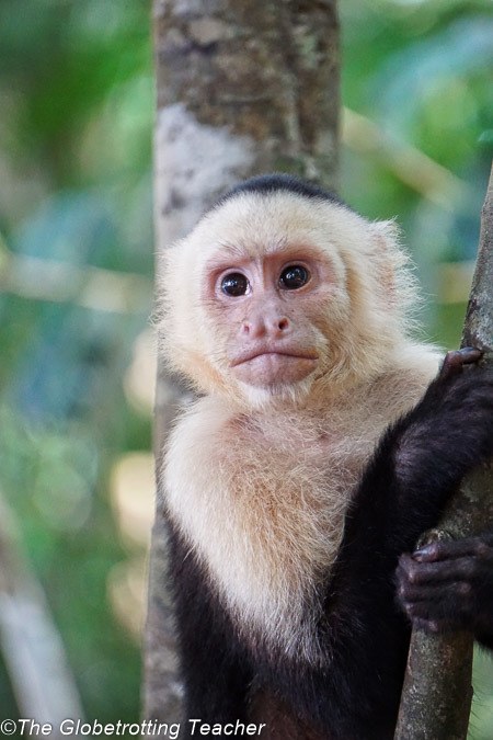 White faced Monkey Costa Rica Manuel Antonio