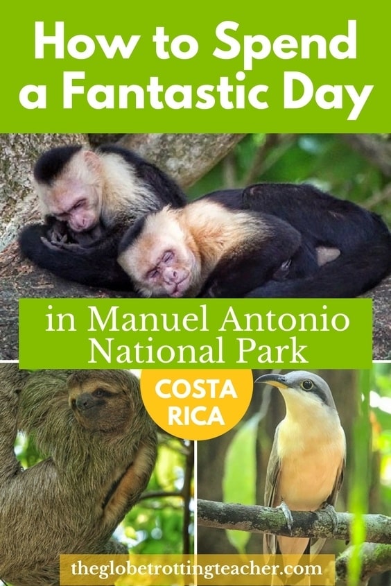 How to Spend a Fantastic Day in Manuel Antonio National Park - No visit to Costa Rica is complete without a stop on Manuel Antonio. See Costa Rican animals and enjoy gorgeous beaches in the National Park. #travel #costarica #Wildlife #manuelantonio #nationalparks #centralamerica