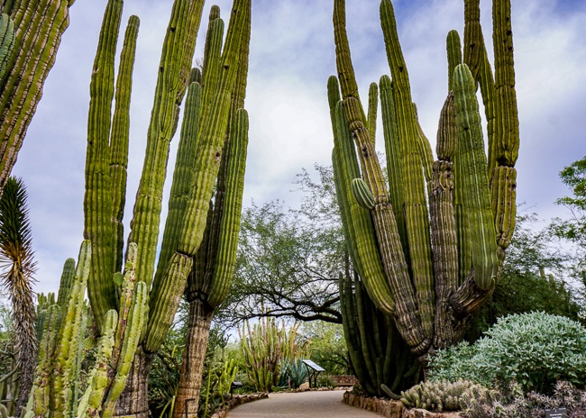 Tempe Arizona Desert Botanical Gardens