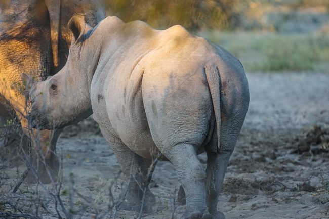 Intrepid reviews Botswana Khama Rhino Sanctuary baby rhino