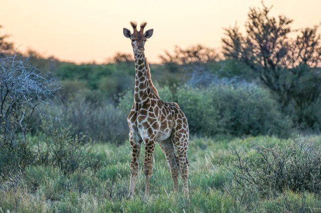 Intrepid reviews Botswana Khama Rhino Sanctuary giraffe