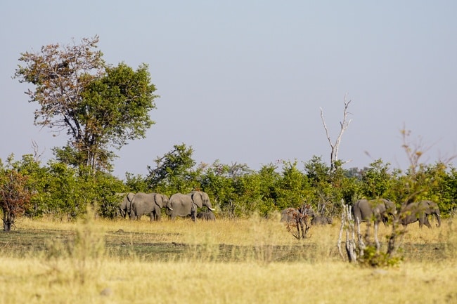 Intrepid Tours Okavango Delta Elephants