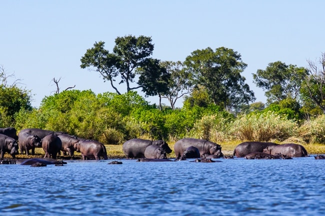 Okavango Delta Hippos