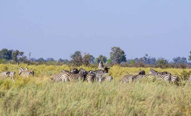 Intrepid Tours Okavango Delta Zebra