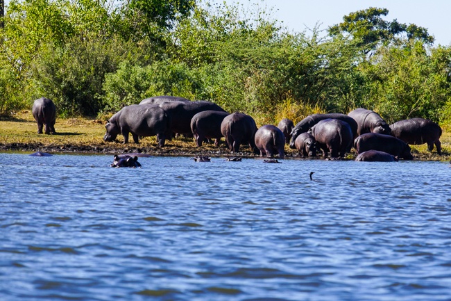Intrepid Africa Safari Okavango Delta hippos