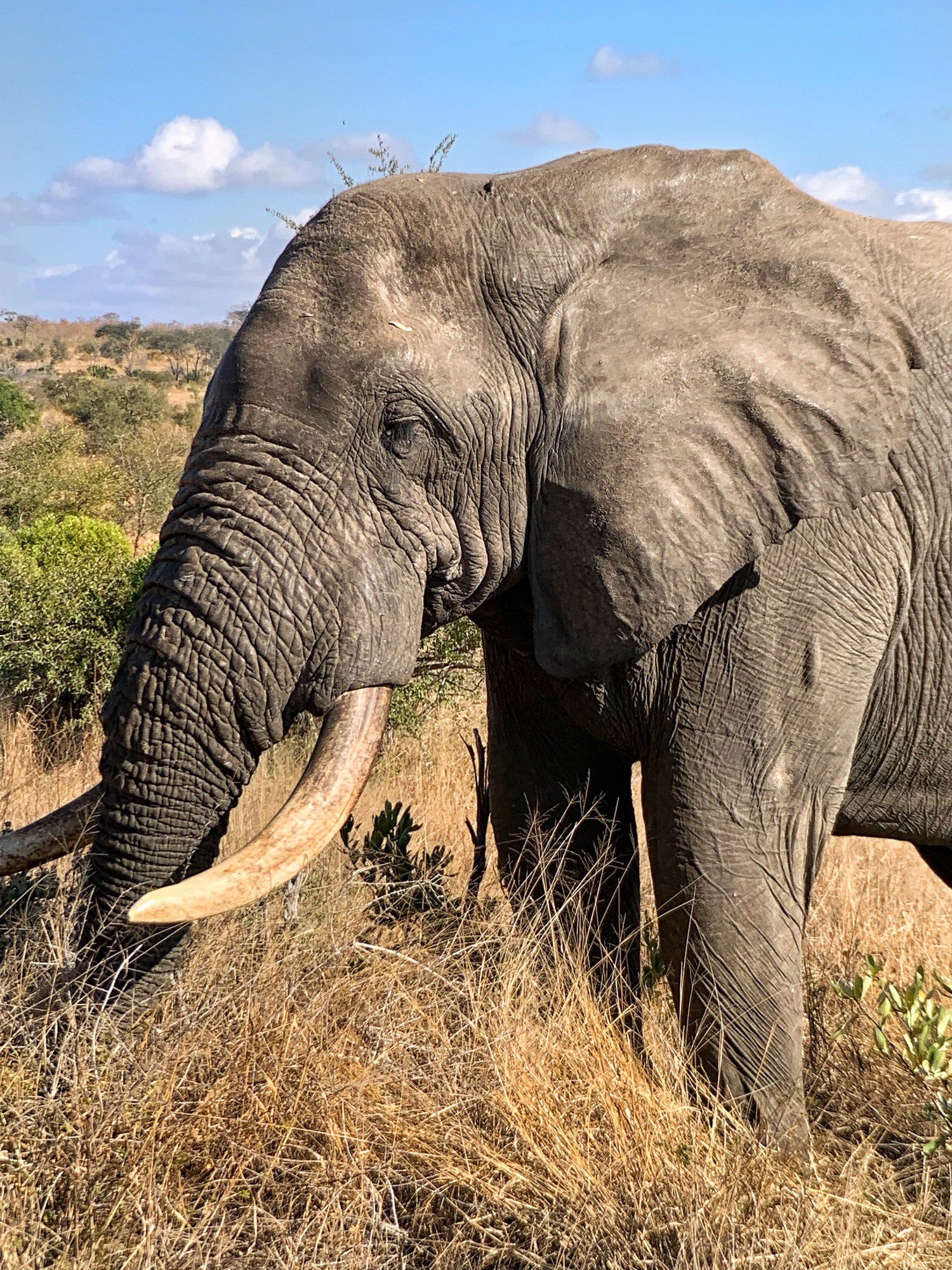 Safari Elephant