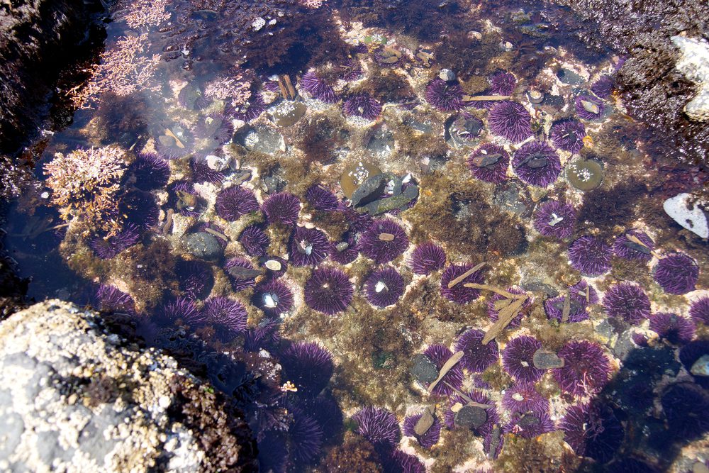 Oregon Coast Yaquina Head Tide Pools Sea Urchins